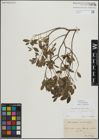 Foto von Salix myrsinifolia Salisb.